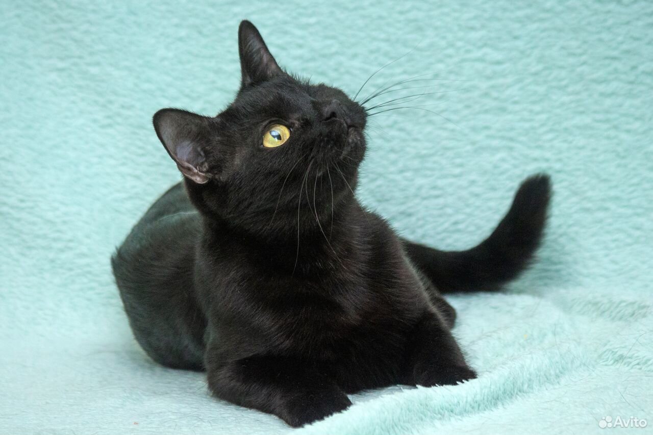 Черная гладкошерстная кошка