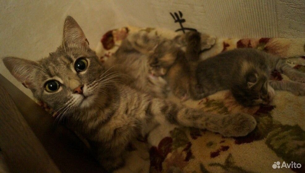 Милый котенок Римма в добрые руки купить на Зозу.ру - фотография № 1