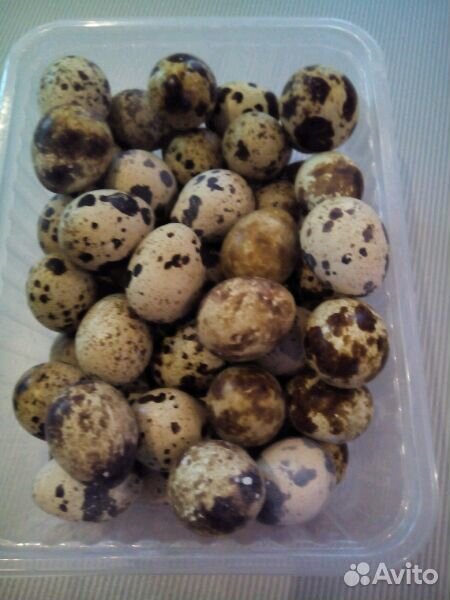 Перепелиные яйца, мясо птицы купить на Зозу.ру - фотография № 2