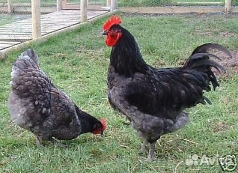 Куры, цыплята, яйца для инкубатора купить на Зозу.ру - фотография № 3