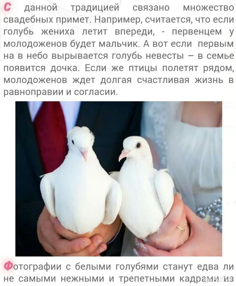 Белые голуби для торжеств купить на Зозу.ру - фотография № 3