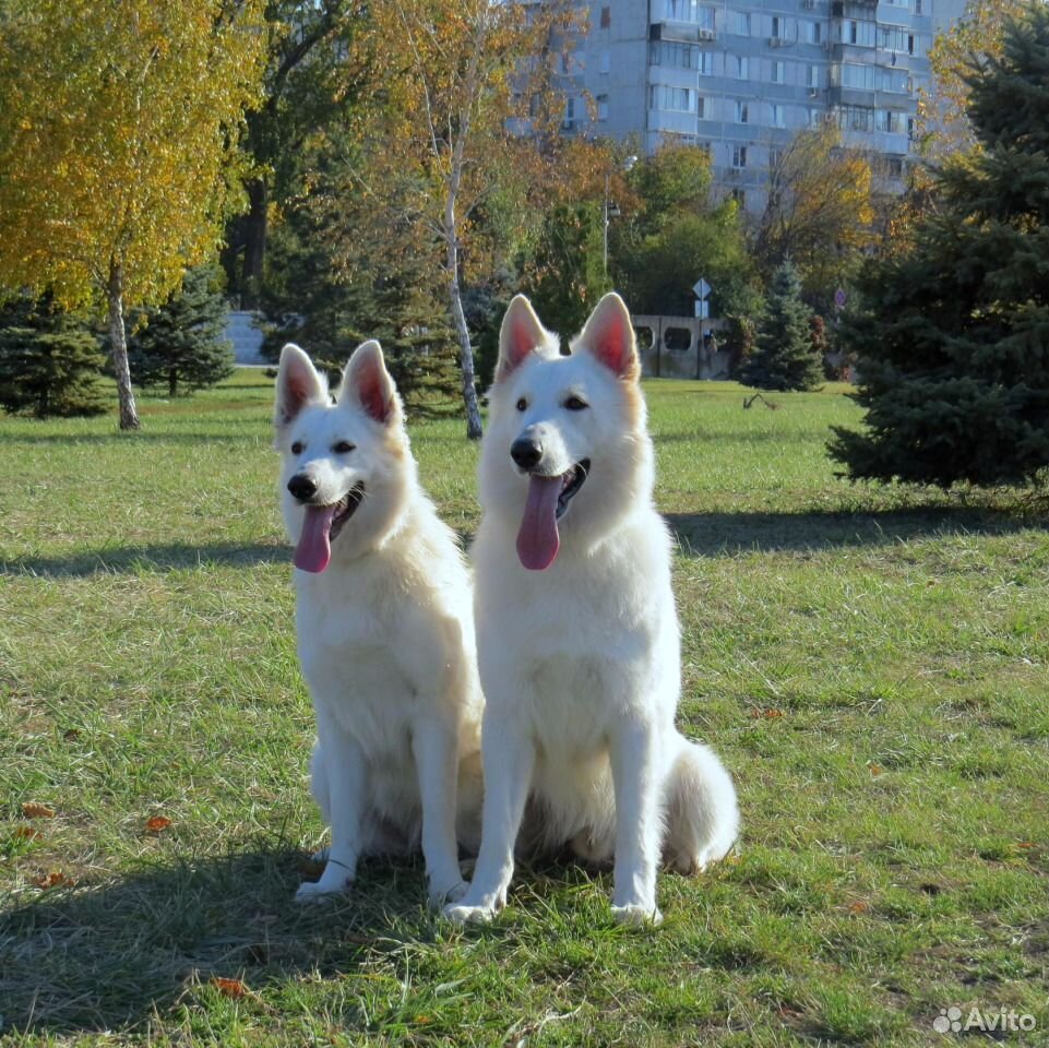 Белая Швейцарская Овчарка Купить Москва