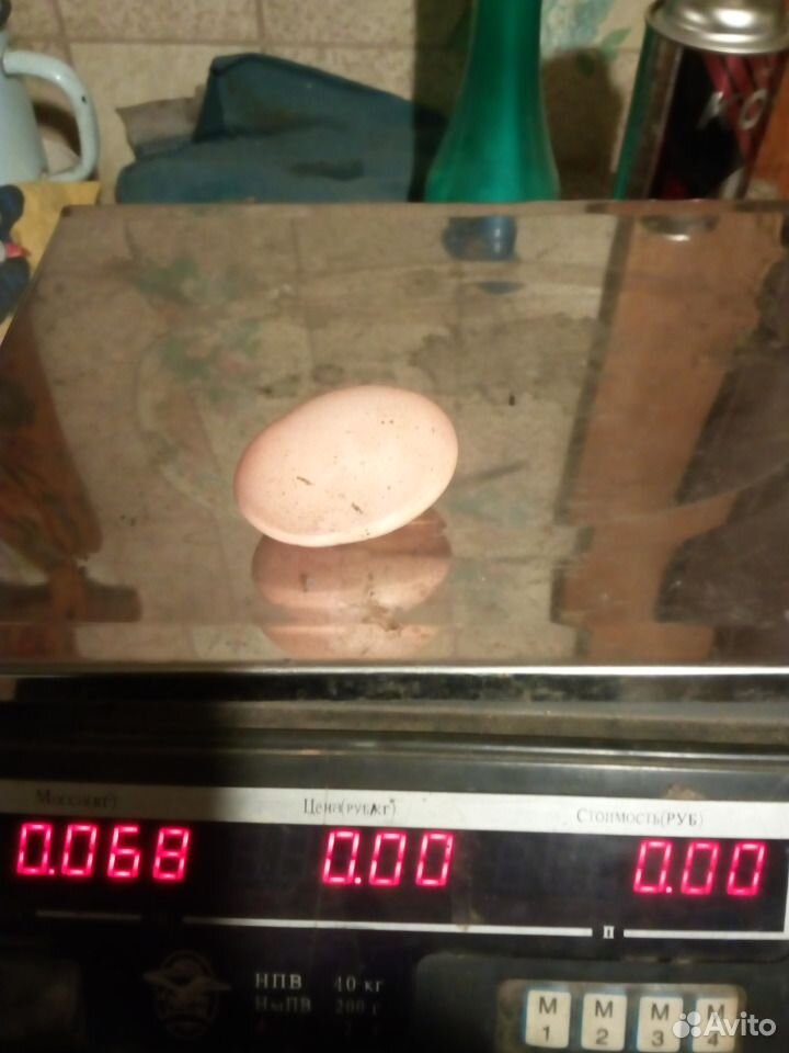 Яйцо на инкубацию купить на Зозу.ру - фотография № 6