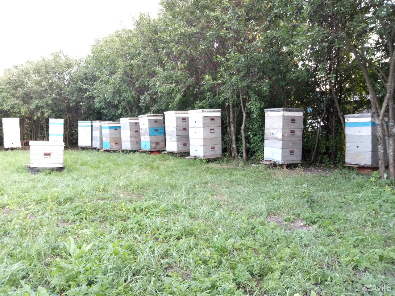 Продам мед из Тамбовской области купить на Зозу.ру - фотография № 7