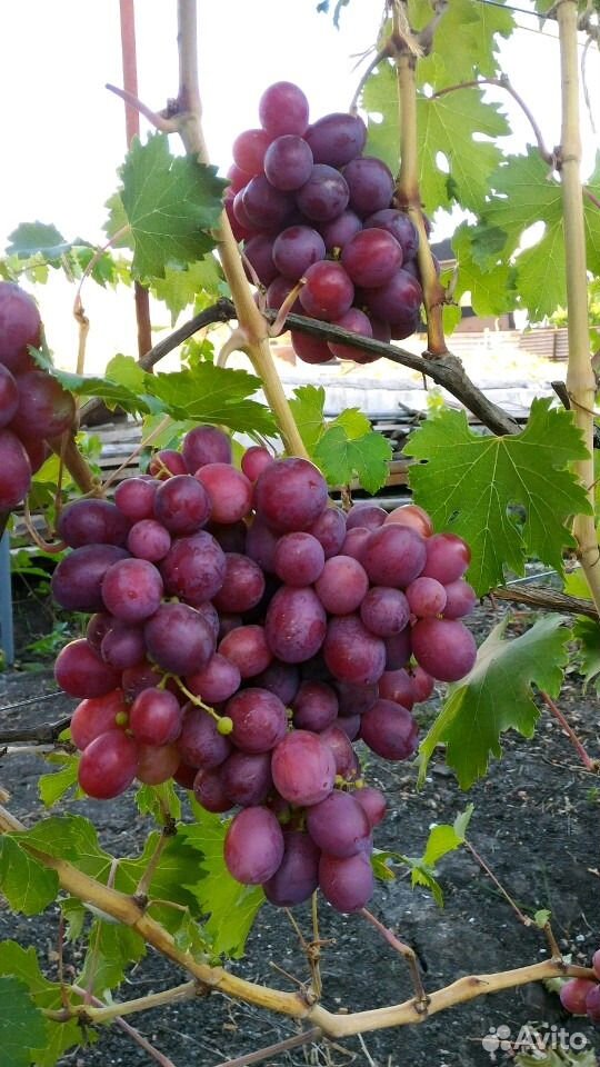 Саженцы,виноград купить на Зозу.ру - фотография № 9