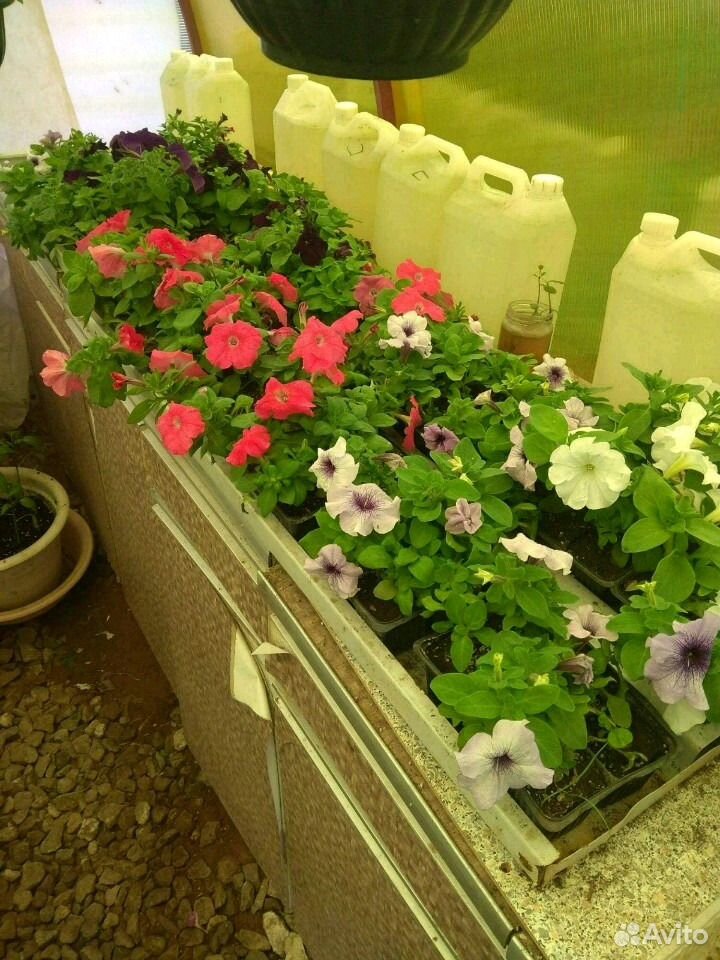 Цветы, рассада, саденцы купить на Зозу.ру - фотография № 4