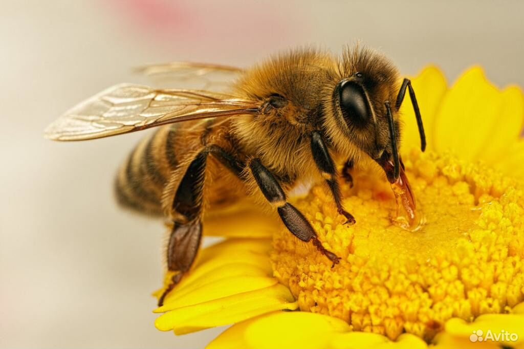 Пчелиная пасека на продажу купить на Зозу.ру - фотография № 1