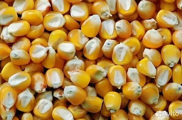 Кукуруза урожай 2019 купить на Зозу.ру - фотография № 2