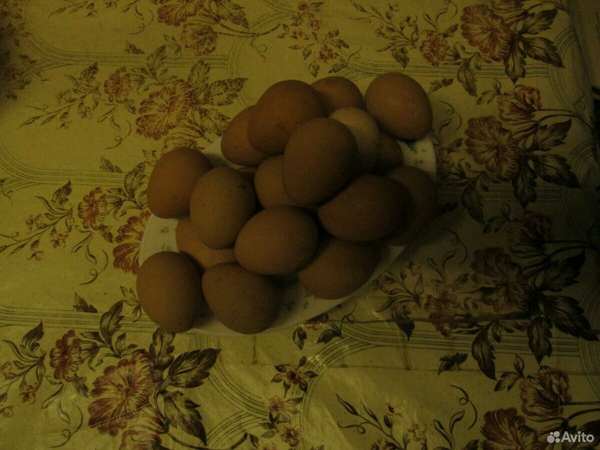 Цесарки, яйцо и молодняк купить на Зозу.ру - фотография № 3
