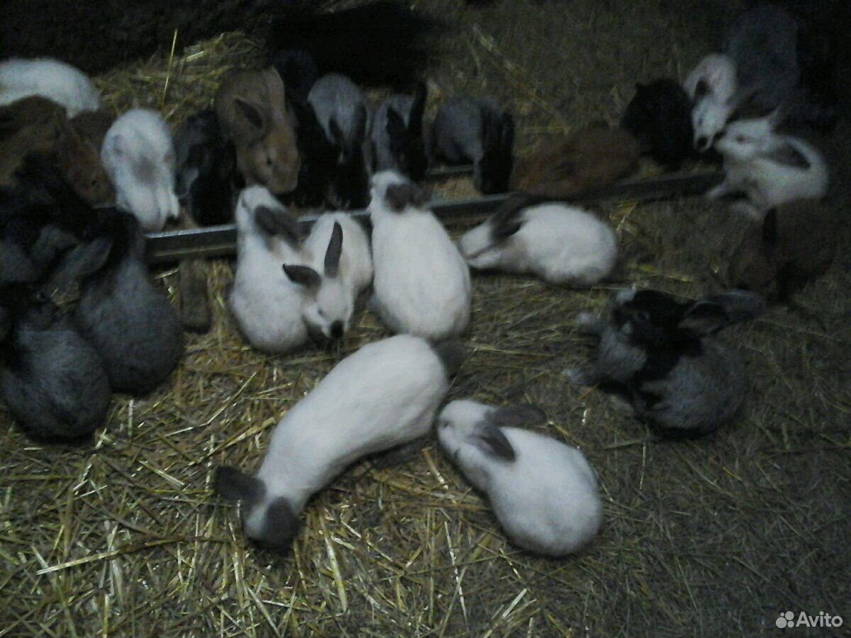 Крольчата 2-4 мес. бсс, Калифорния и их помеси купить на Зозу.ру - фотография № 2