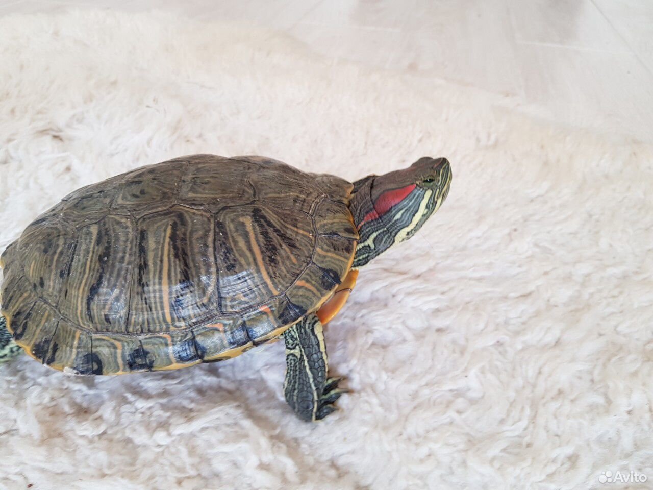 Аквариум с двумя взрослыми красноухими черепахми купить на Зозу.ру - фотография № 1