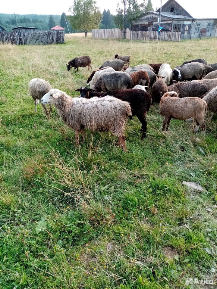 Овцы, козы купить на Зозу.ру - фотография № 5