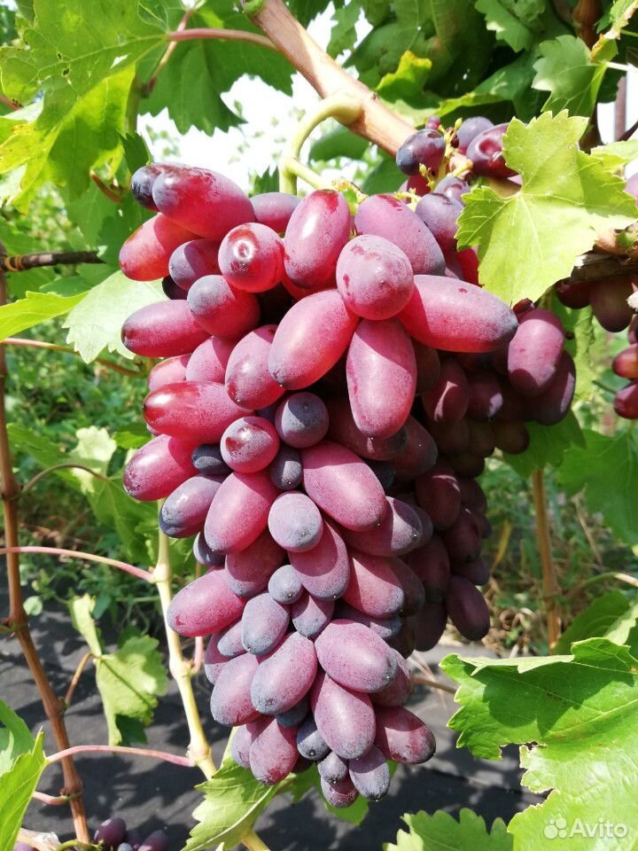 Саженцы винограда и плодовых купить на Зозу.ру - фотография № 1