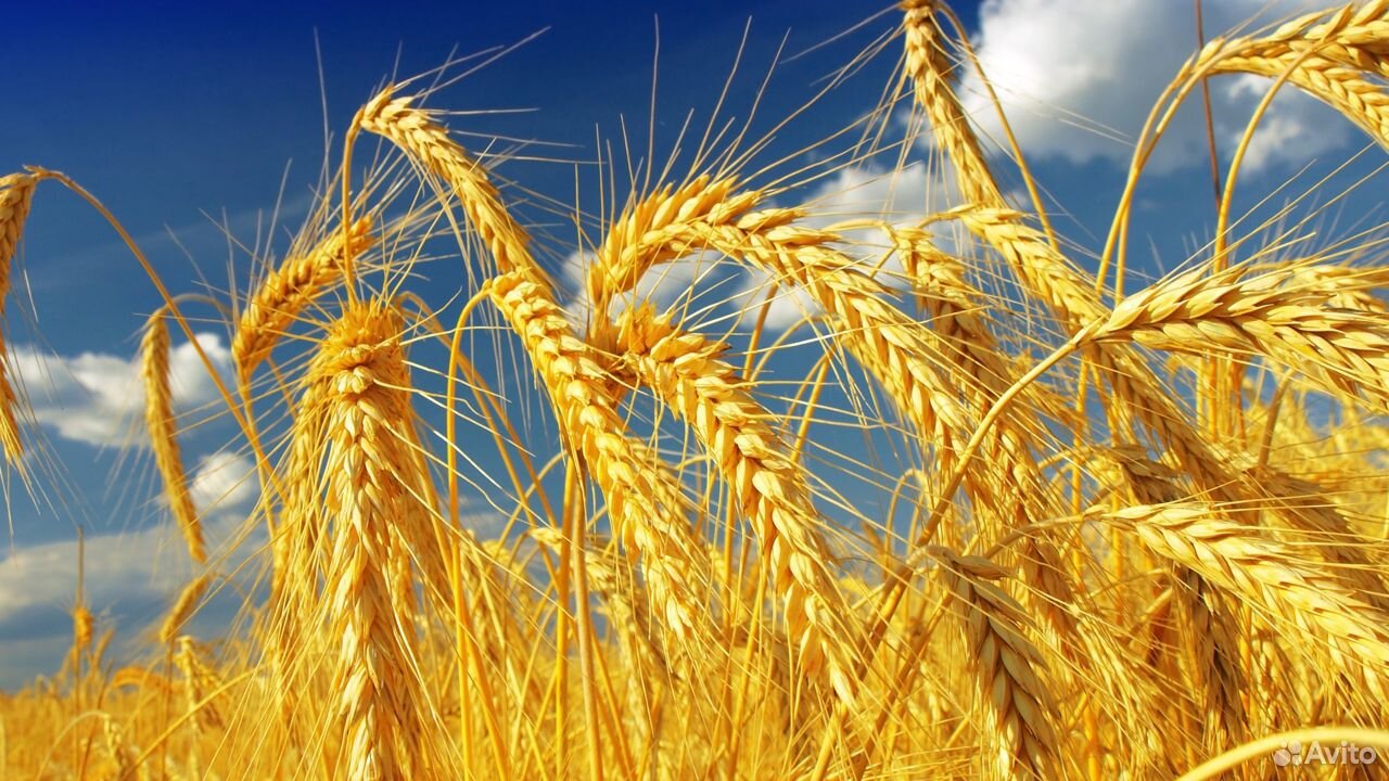 Пшеница 3 тн купить на Зозу.ру - фотография № 1