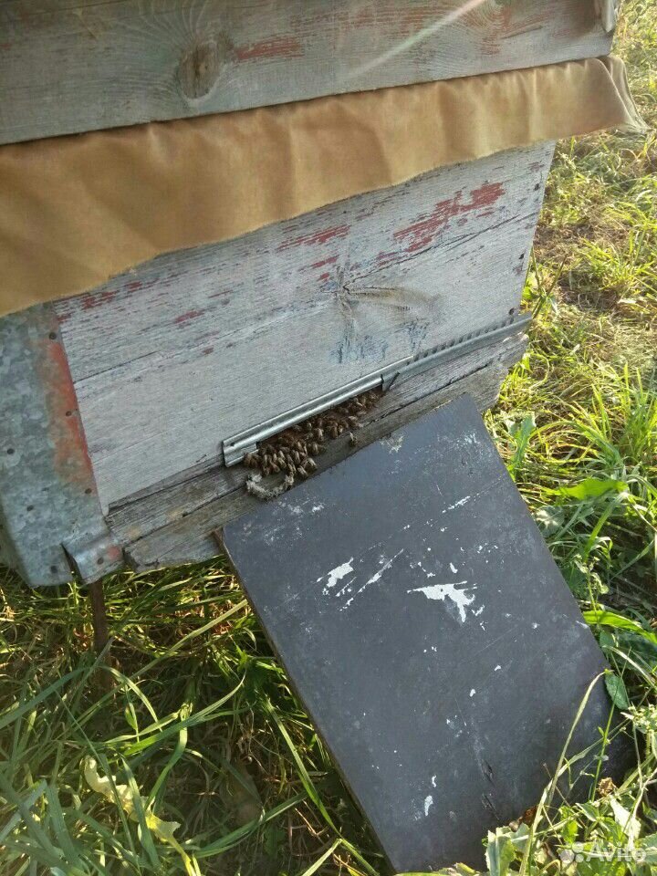 Пчелосемьи,12рамок купить на Зозу.ру - фотография № 2