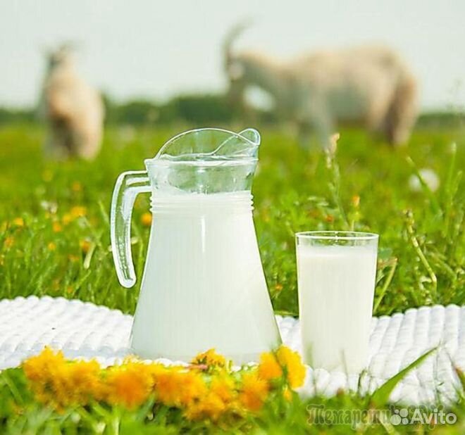 Молоко козье фермерское Для питания детей купить на Зозу.ру - фотография № 1