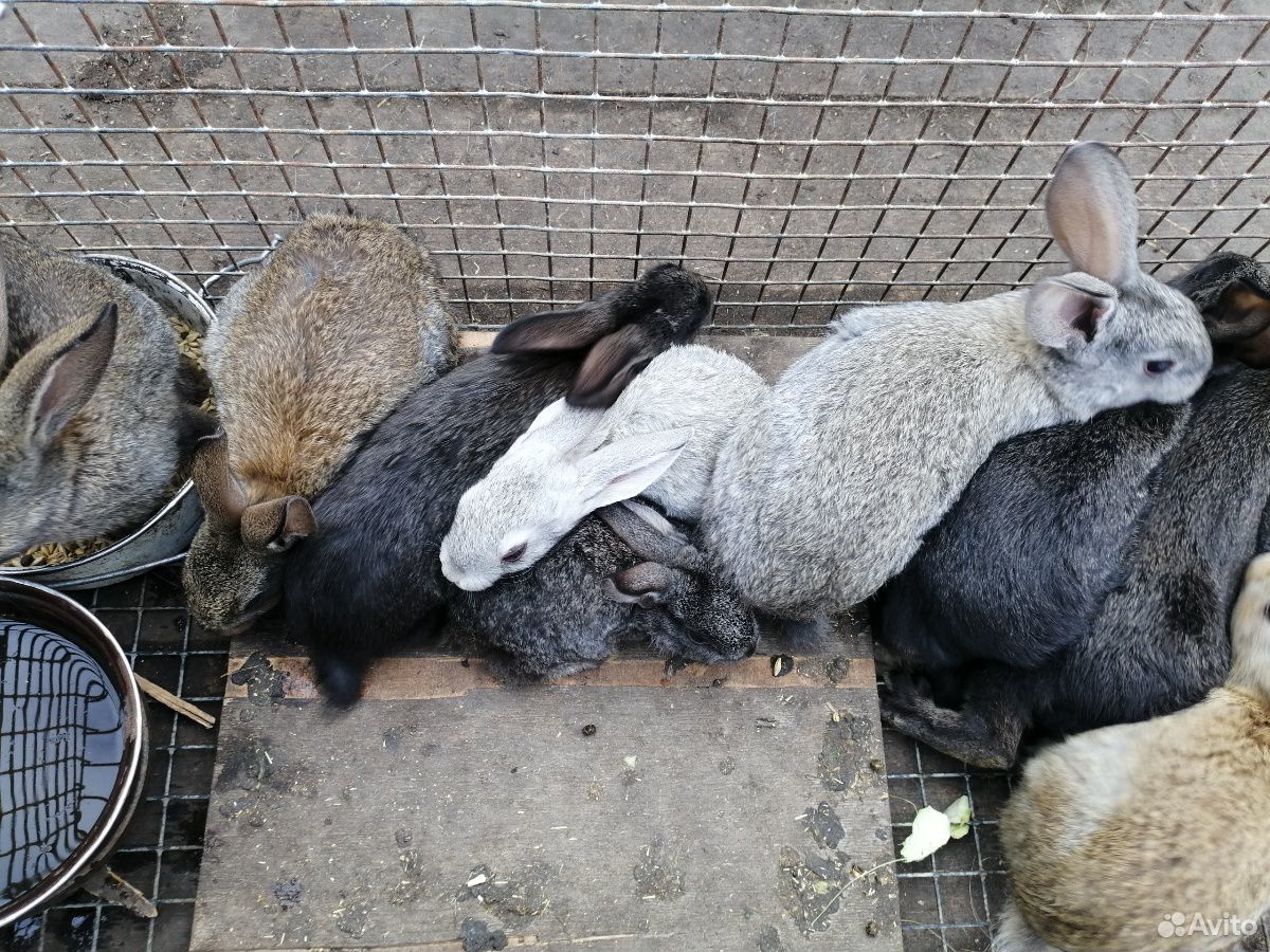 Кролики разных пород и возрастов купить на Зозу.ру - фотография № 1