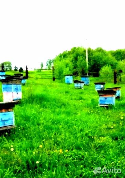 Отличный мед и другие продукты пчеловодства купить на Зозу.ру - фотография № 6