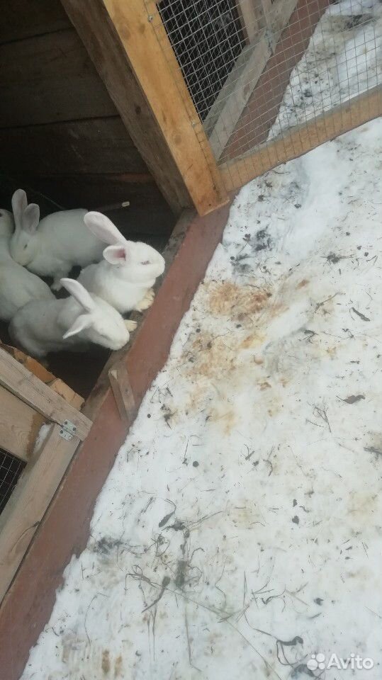 Кролики белый великан, возможен обмен, торг купить на Зозу.ру - фотография № 4