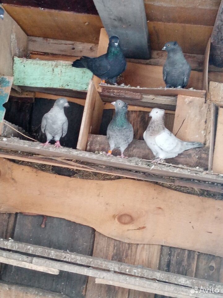 Домашние голуби бакинцы купить на Зозу.ру - фотография № 4