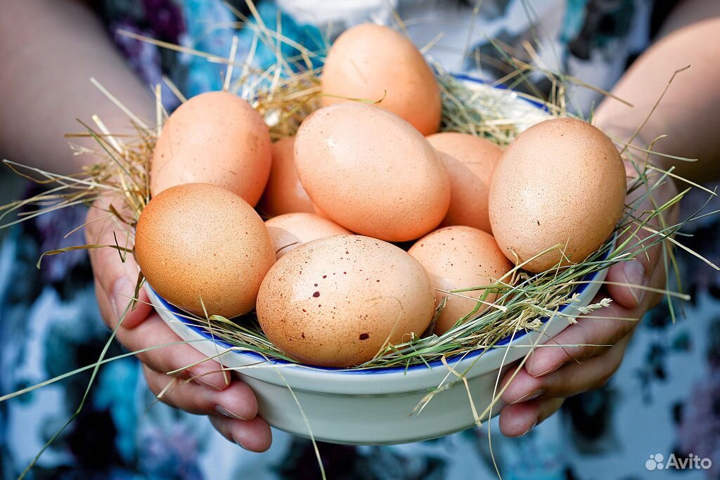 Продам домашние яйцо купить на Зозу.ру - фотография № 1