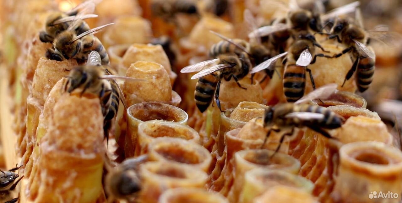 Замороженное пчелиное маточное молочко 2020 г купить на Зозу.ру - фотография № 1