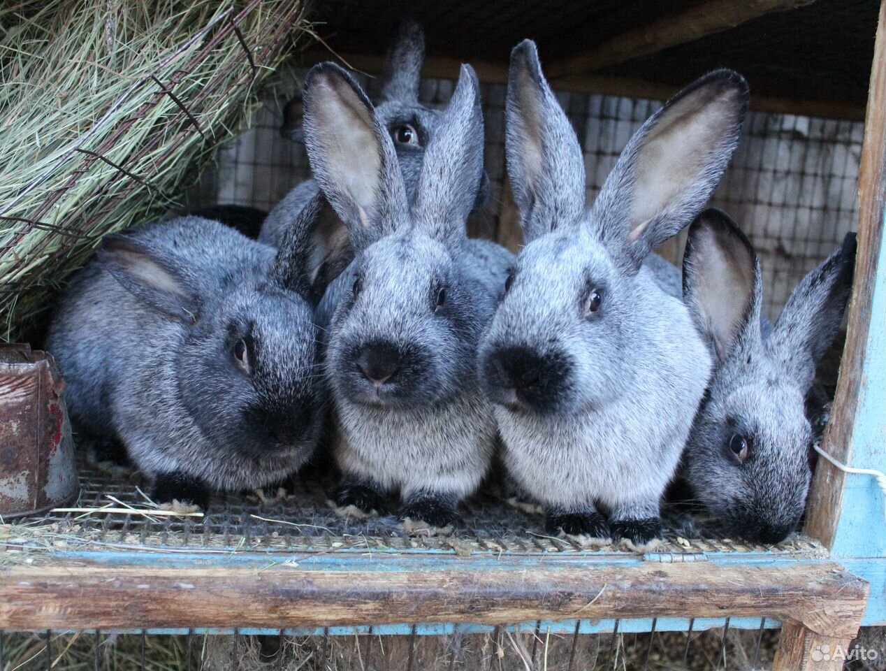 Кролики полтавское серебро купить на Зозу.ру - фотография № 4