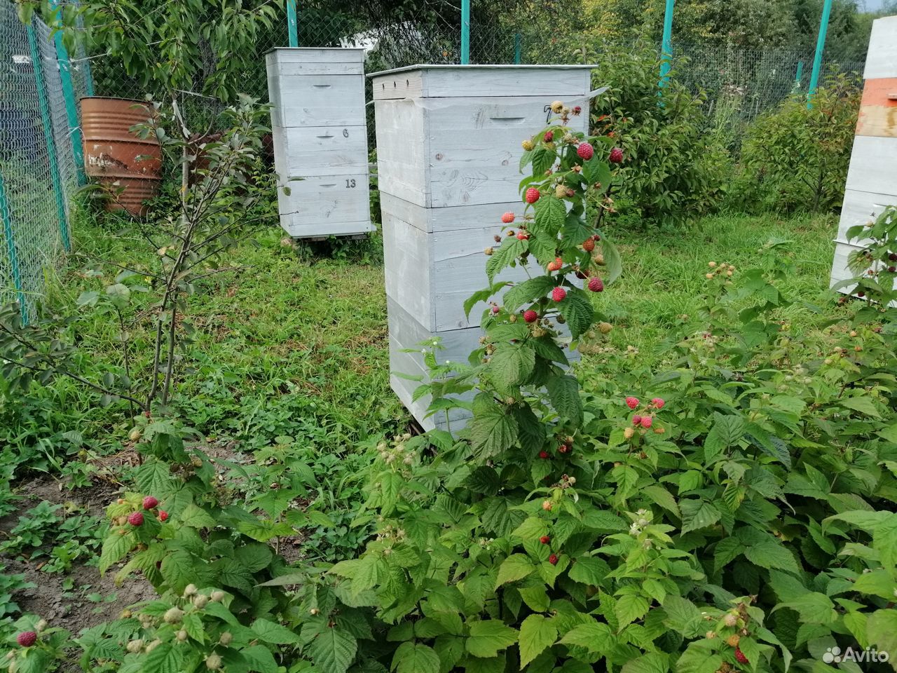 Пчелы, семьи. С ульями купить на Зозу.ру - фотография № 1
