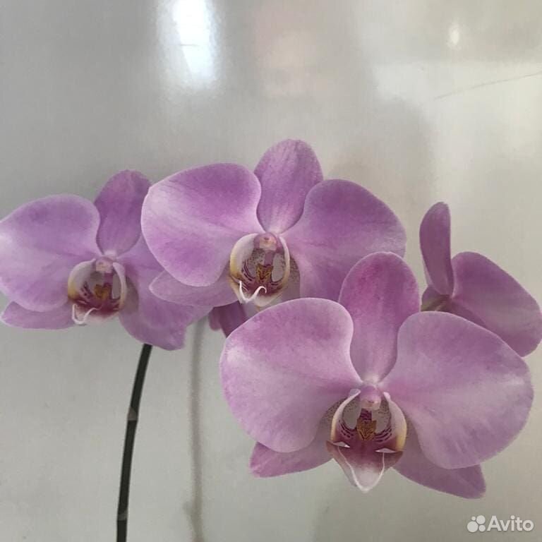 Орхидея фаленопсис на заказ купить на Зозу.ру - фотография № 3