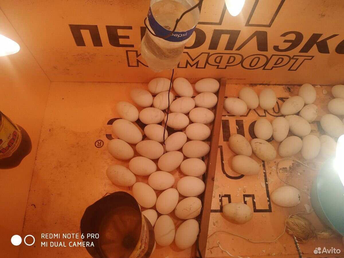 Яйца холмогорские купить на Зозу.ру - фотография № 7