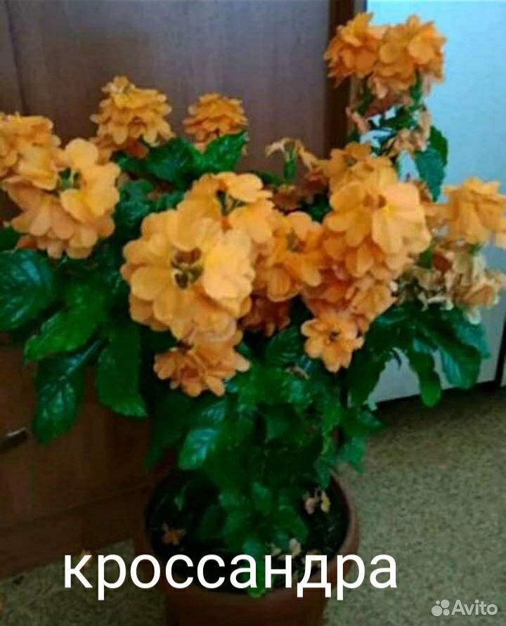 Цветы (возможно почтой) купить на Зозу.ру - фотография № 2