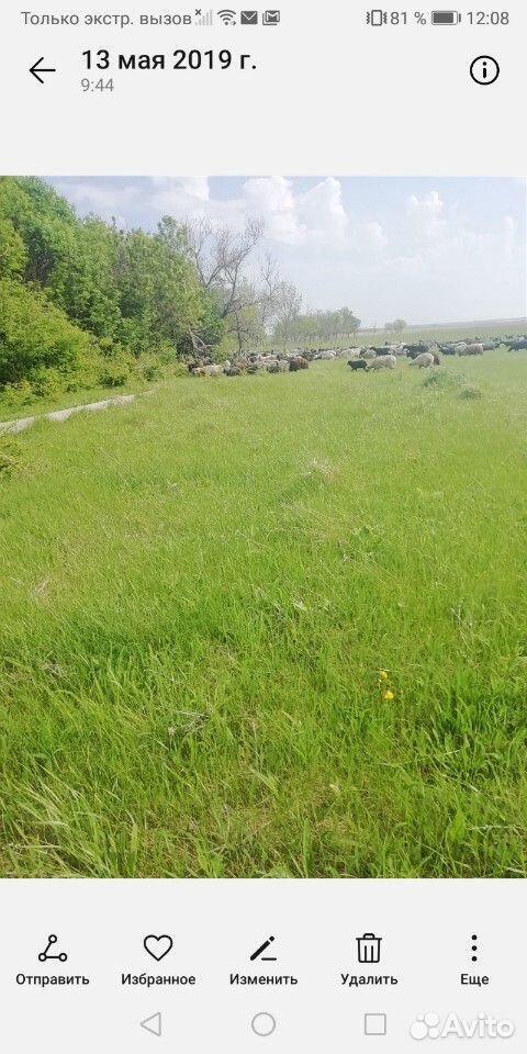 Принимаю коз овец на пастбище село мазурка купить на Зозу.ру - фотография № 9