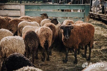 Продаются овцы с ягнятами купить на Зозу.ру - фотография № 1