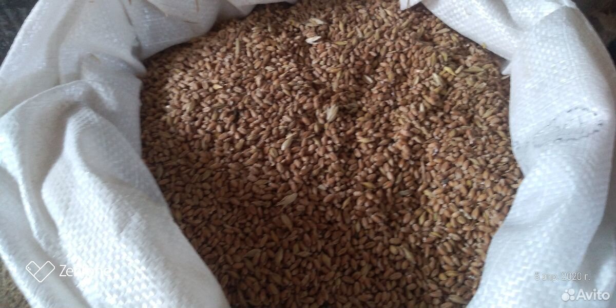 Зерно: пшеница, ячмень купить на Зозу.ру - фотография № 1