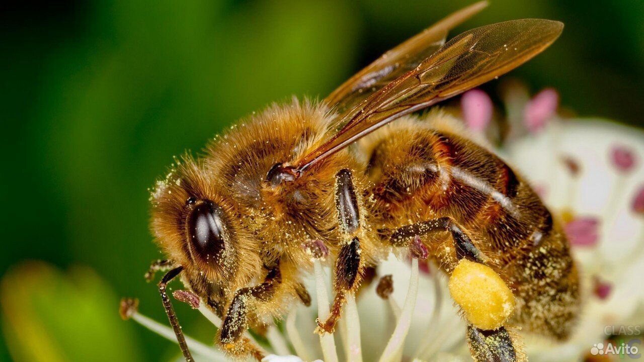 Продам пчел на высадку купить на Зозу.ру - фотография № 1