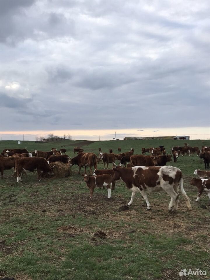 Коровы с телятами купить на Зозу.ру - фотография № 4