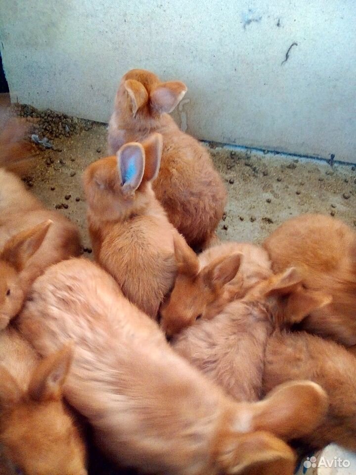 Кролики Новозеландские красные купить на Зозу.ру - фотография № 7