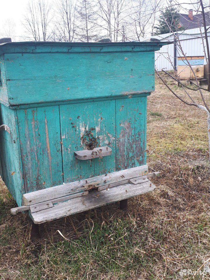 Продаю пчелосемьи "Карпатка" купить на Зозу.ру - фотография № 5