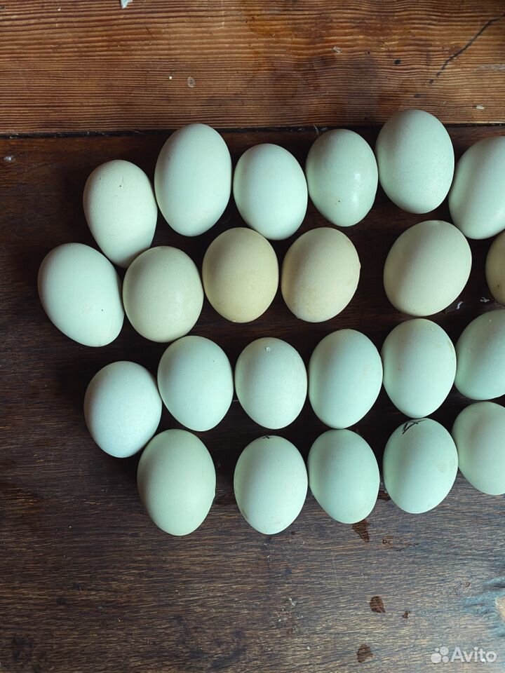 Инкубационное яйцо амераукана купить на Зозу.ру - фотография № 4