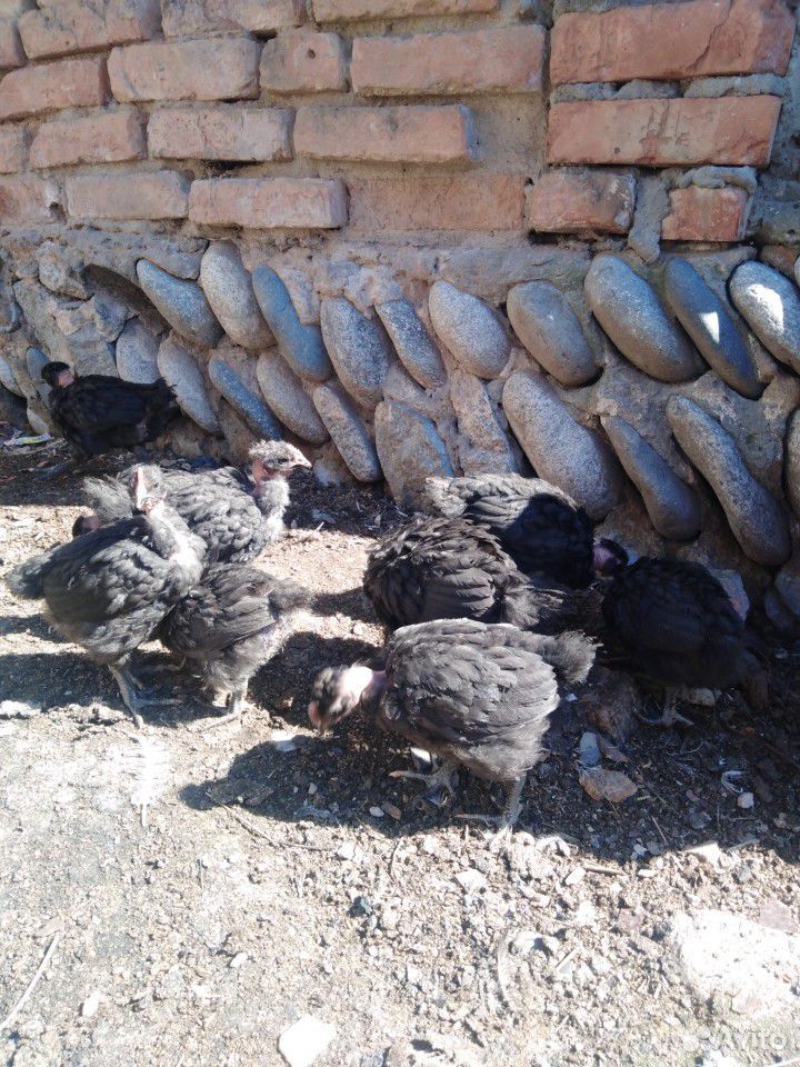 Цыплята 40 дней купить на Зозу.ру - фотография № 9