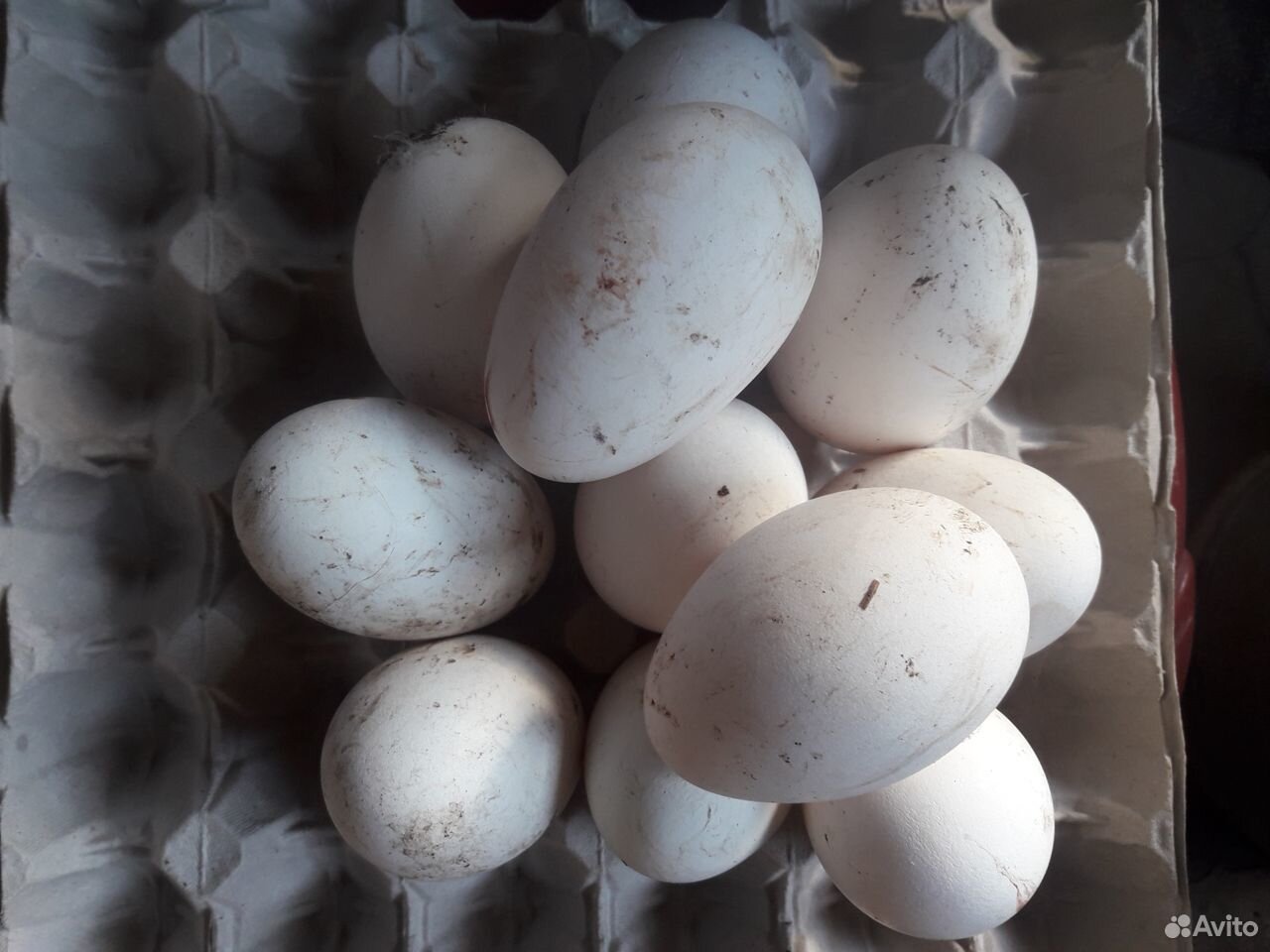 Яйца гусиные породы "Линда"инкубацыонные купить на Зозу.ру - фотография № 1