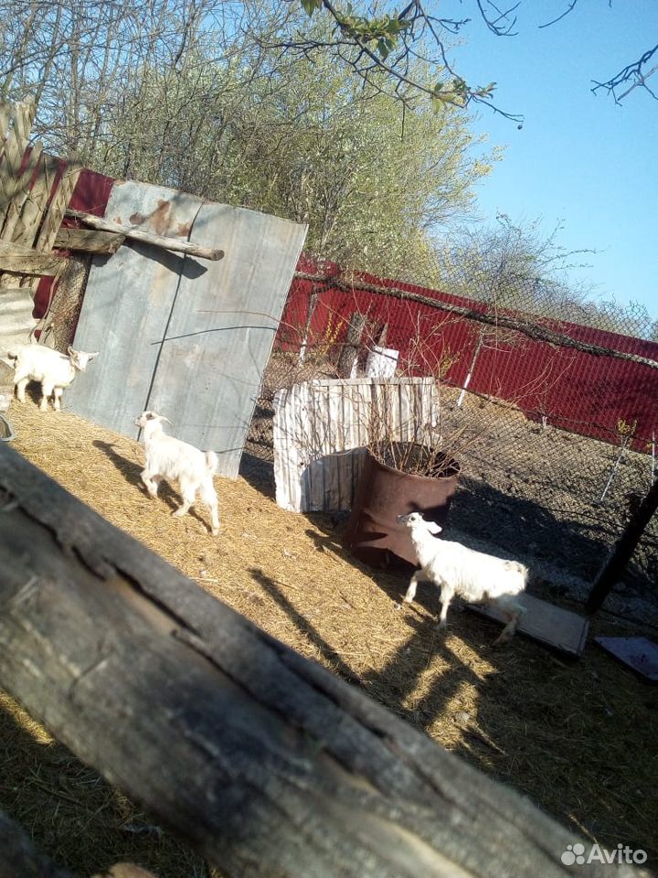 Продаю 2х коз и 4х козлят купить на Зозу.ру - фотография № 1