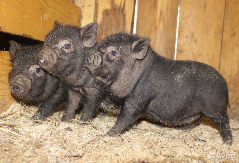 Продам трех вьетнамских свинок,1,5 месяца купить на Зозу.ру - фотография № 1