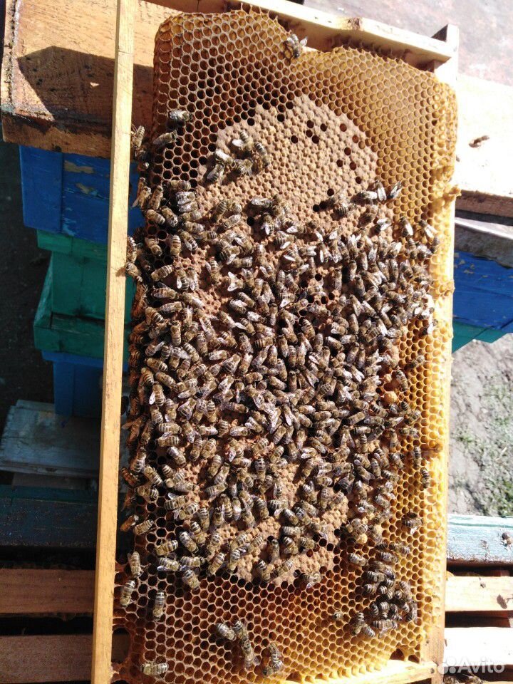 Продаю пчёл породы карпатка купить на Зозу.ру - фотография № 2
