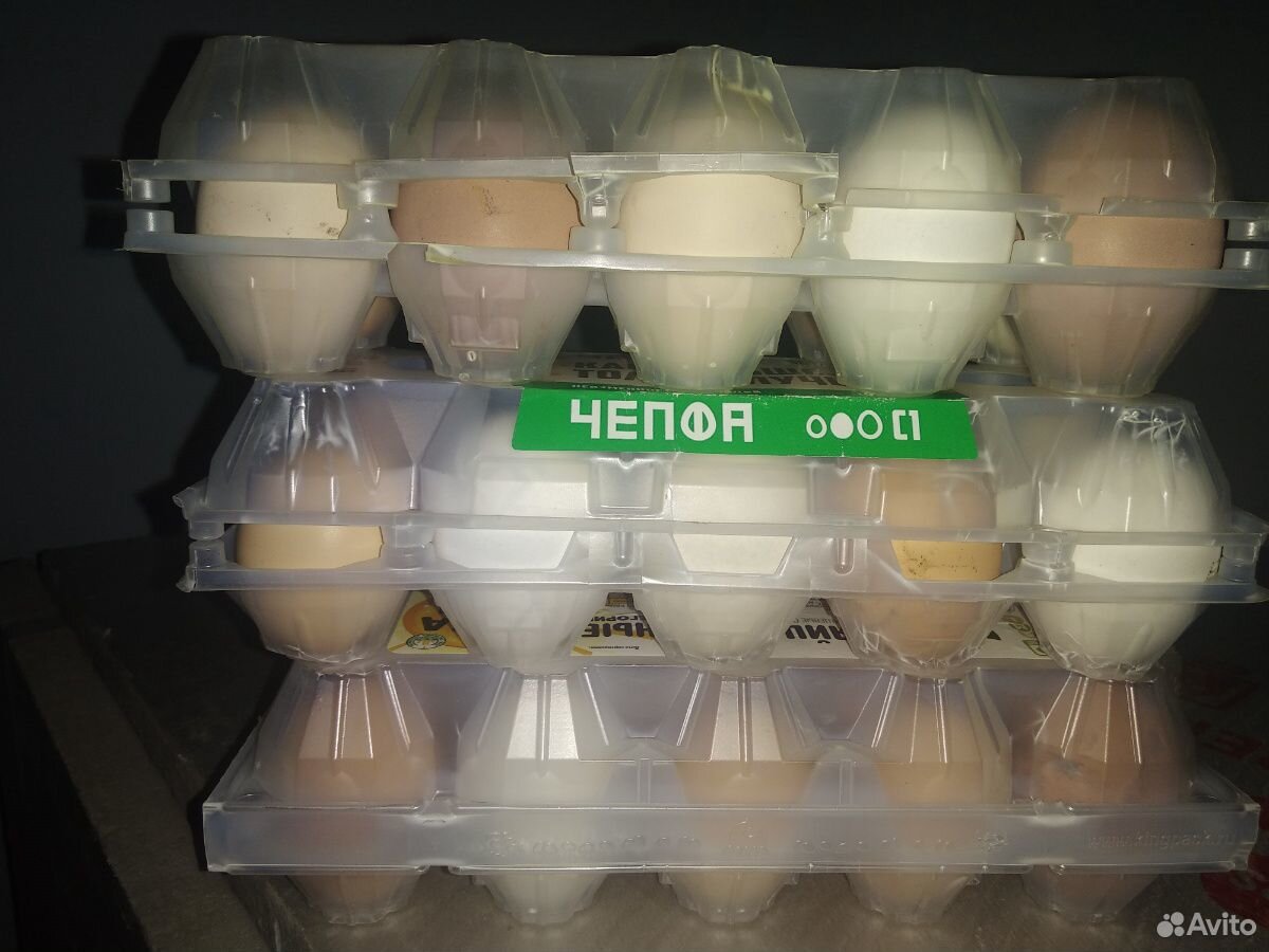 Домашние яйца. Инкубационные яйца купить на Зозу.ру - фотография № 3
