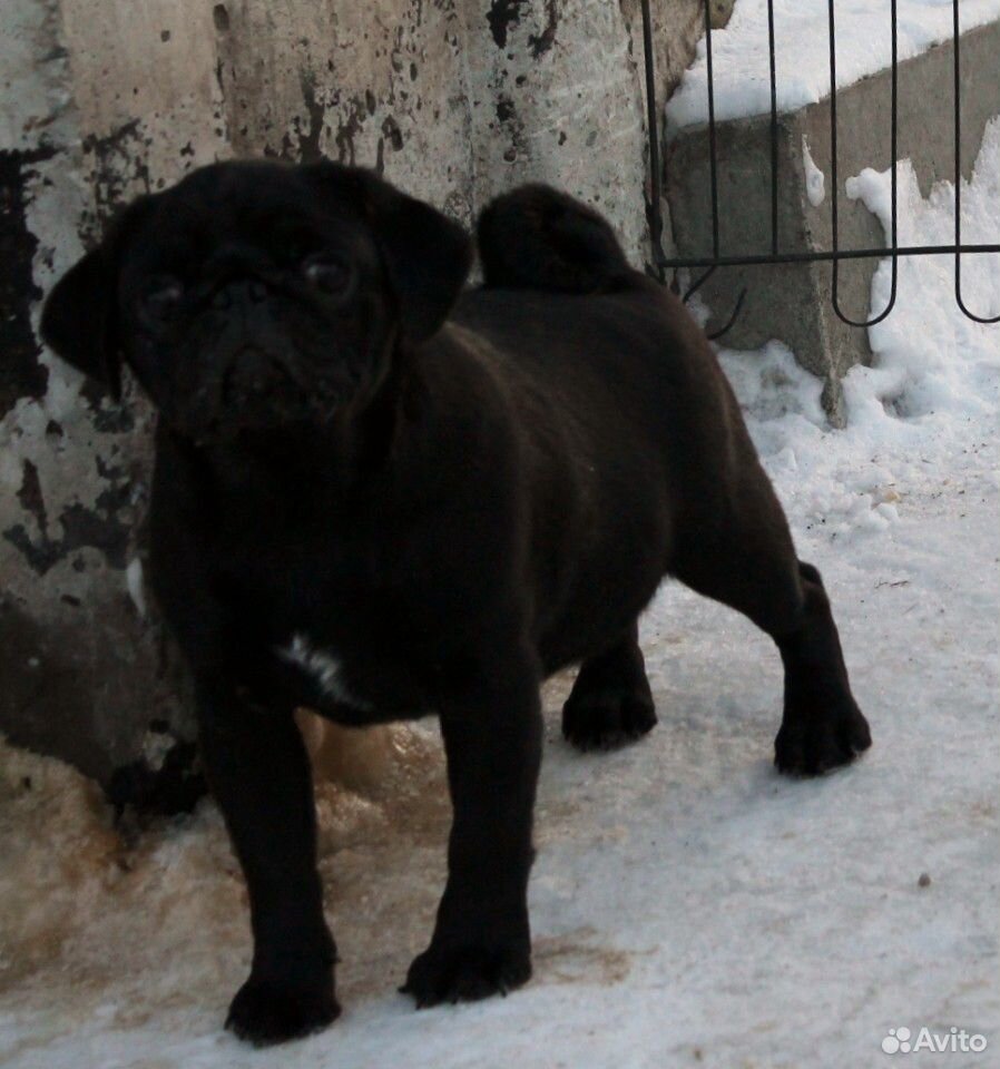 Мопс щенок черного окраса купить на Зозу.ру - фотография № 2