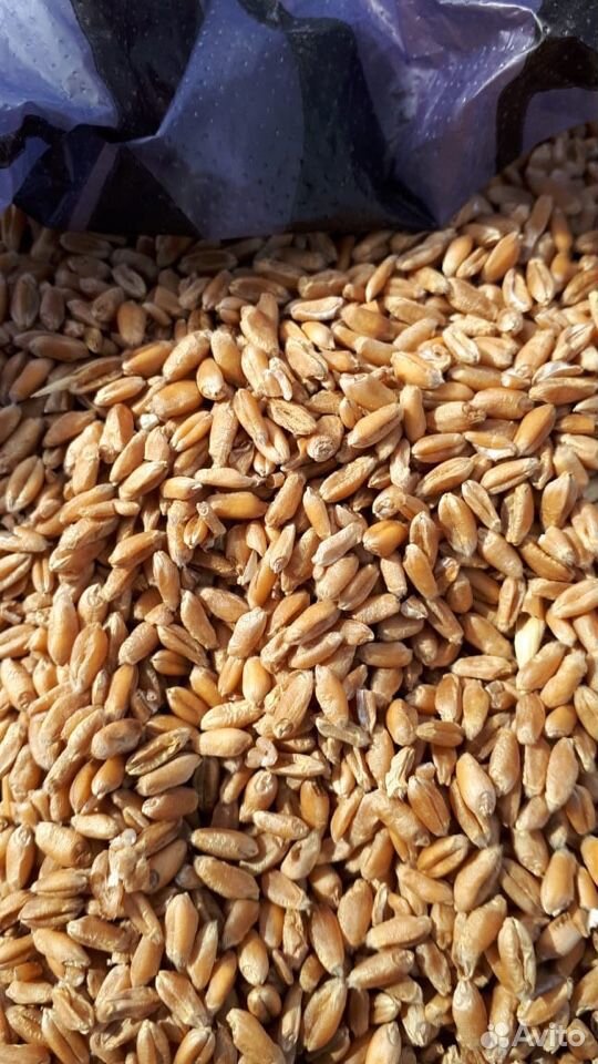 Пшеница, зерно купить на Зозу.ру - фотография № 1