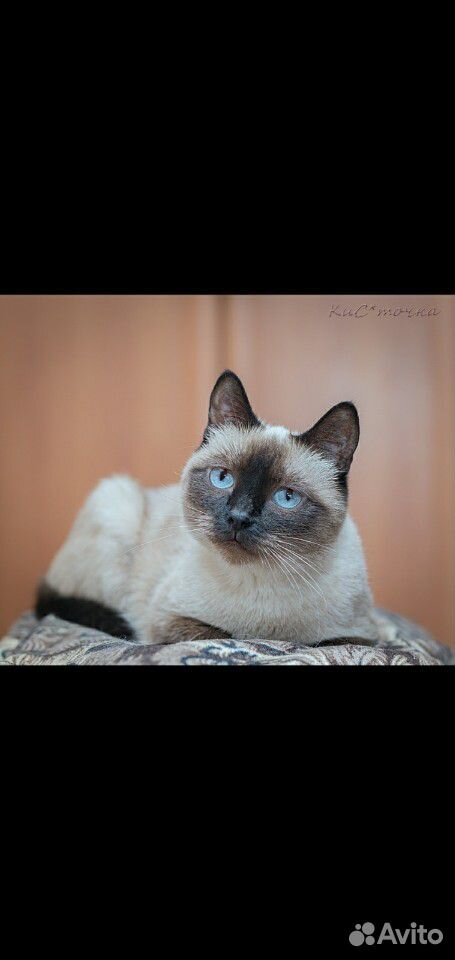 Голубоглазая кошка в добрые руки купить на Зозу.ру - фотография № 2