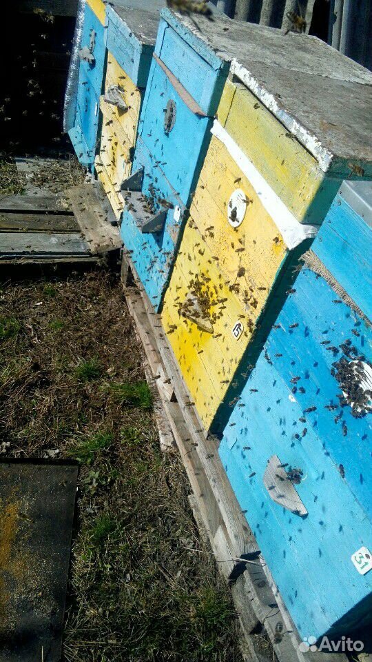 Пчелосемьи рут купить на Зозу.ру - фотография № 1