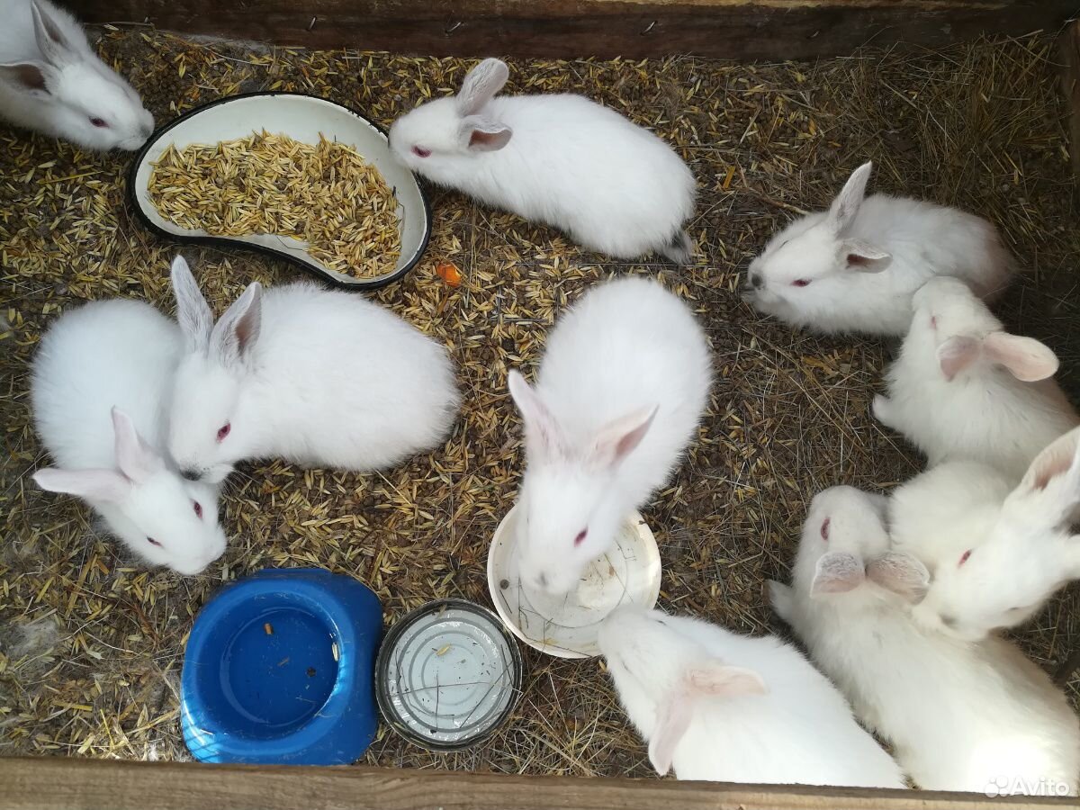 Продам крольчат купить на Зозу.ру - фотография № 9